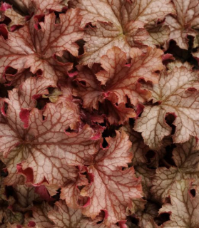 Heuchera × villosa 'Carnival Fall Festival'